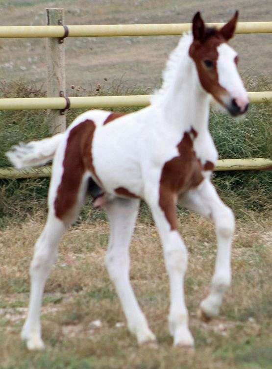 stripe-horse