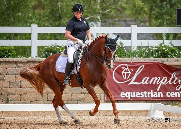 gypsy-hanoverian-horse