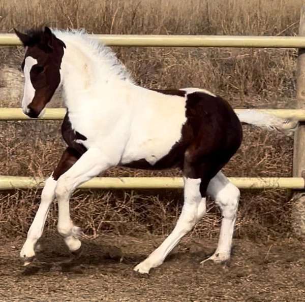 tobiano-hanoverian-colt