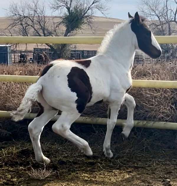 tobiano-hanoverian-for-sale