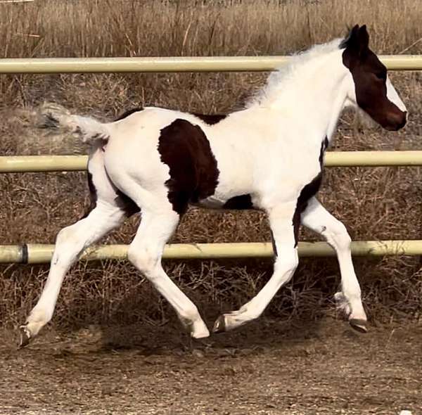 ghra-hanoverian-horse