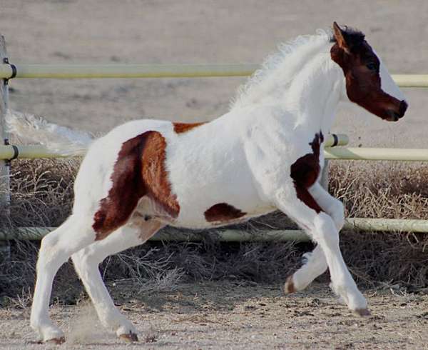 tobiano-hanoverian-colt