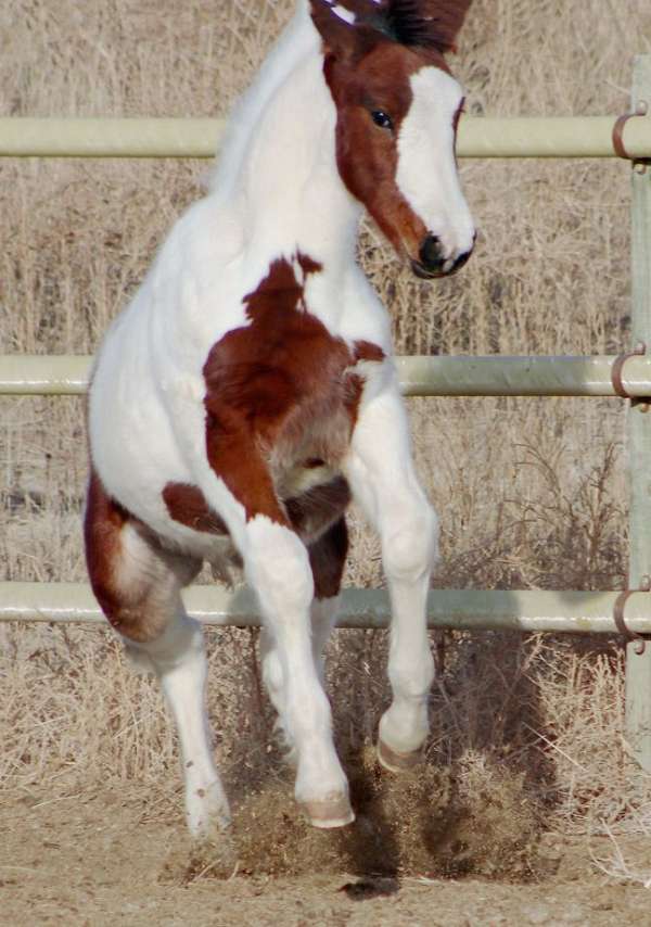 ghra-hanoverian-horse