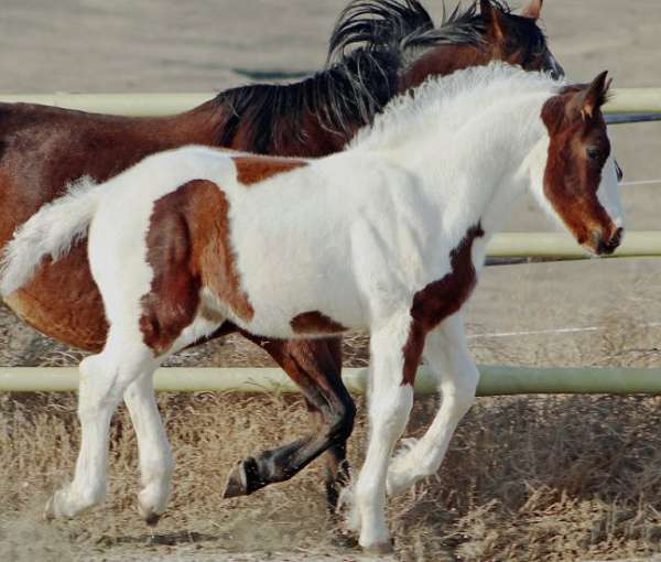 tobiano-hanoverian-horse