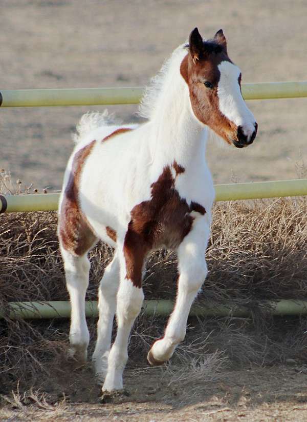 tobiano-hanoverian