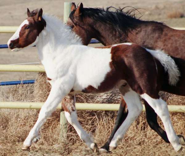 stripe-horse