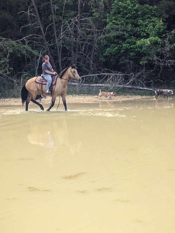 buckskin-horse