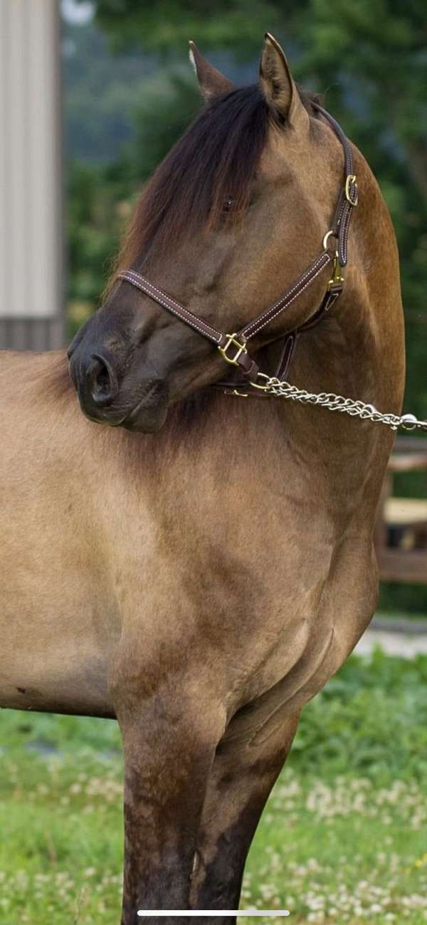 black-grulla-halter-horse