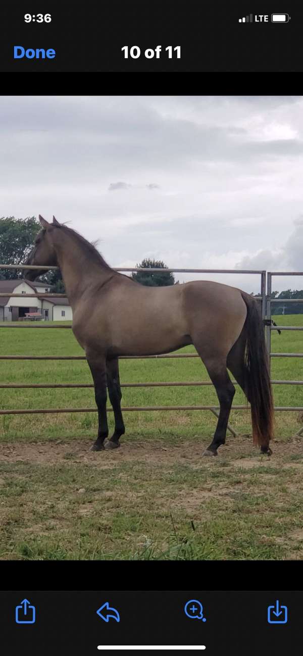 black-grulla-stallion-horse