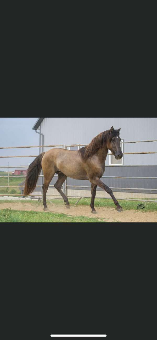 black-grulla-trained-horse