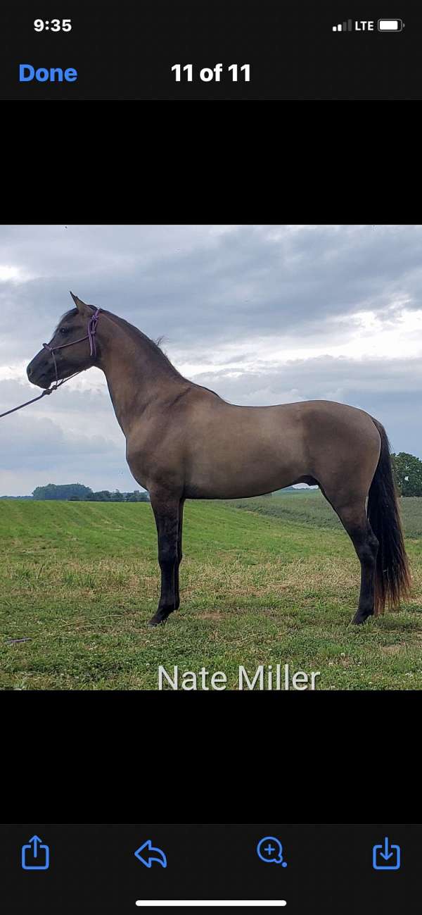 black-grulla-stallion-for-sale