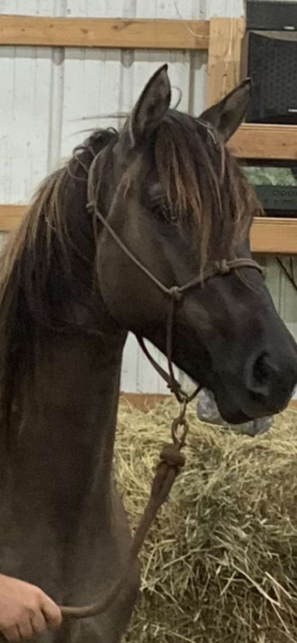 black-grulla-morgan-horse