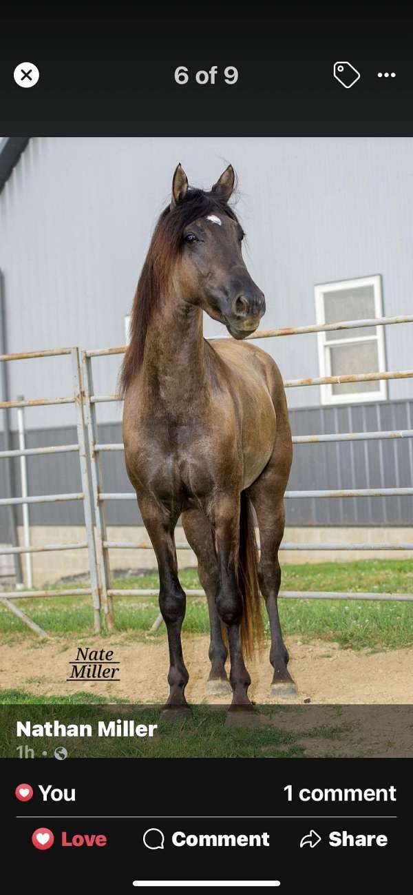 black-grulla-morgan