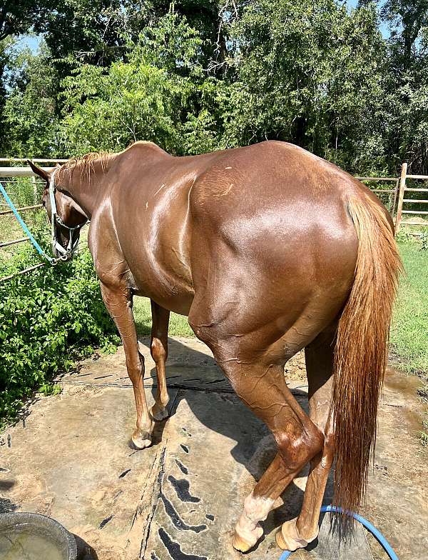 equitation-thoroughbred-horse