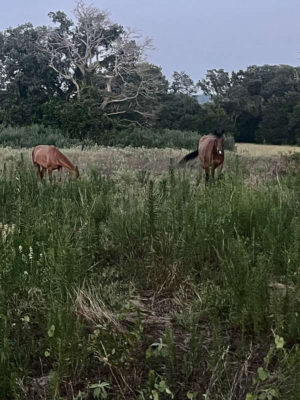 hunter-thoroughbred-horse