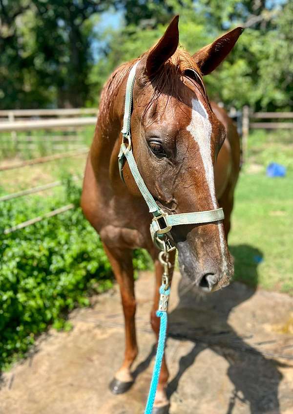 chestnut-stripe-horse