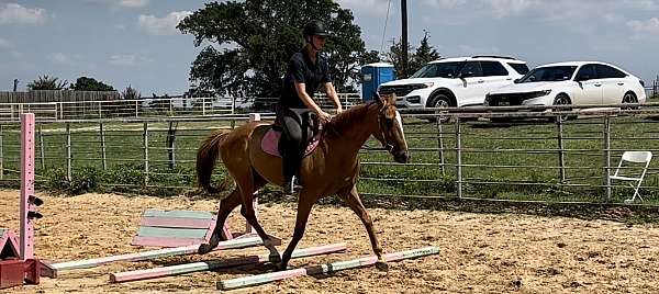 hunter-under-saddle-thoroughbred-horse