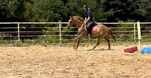 jumping-thoroughbred-horse