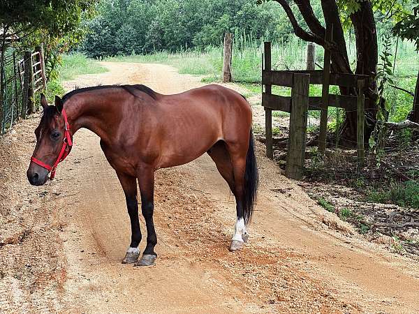 bay-morgan-gelding