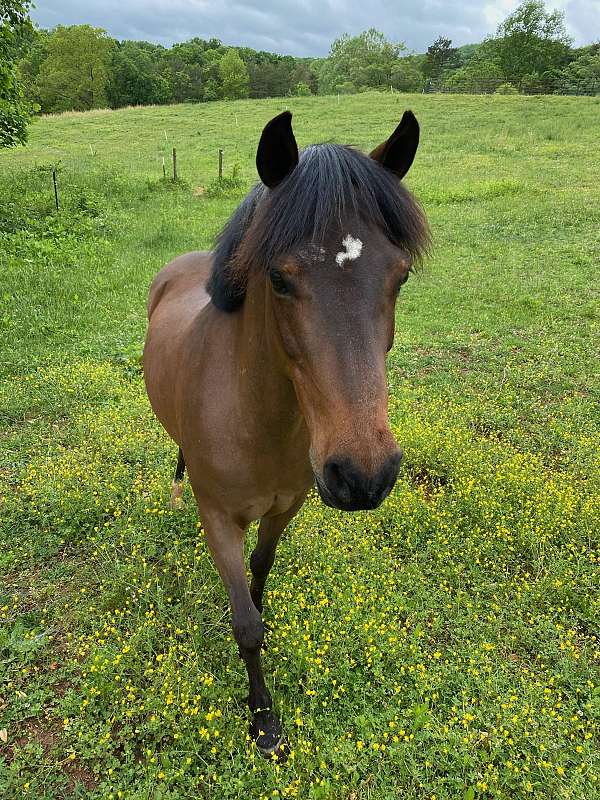 champ-welsh-pony