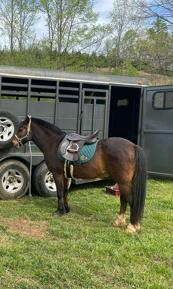 experienced-trail-welsh-pony