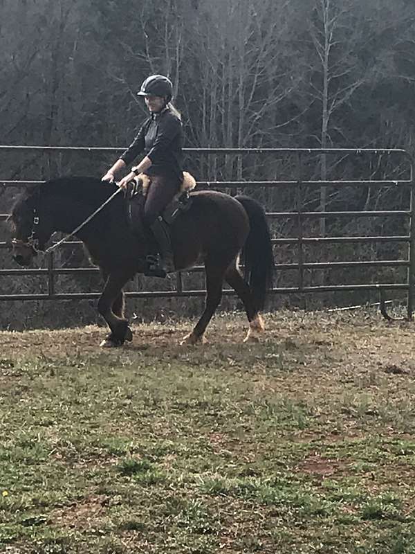 hackamore-welsh-pony