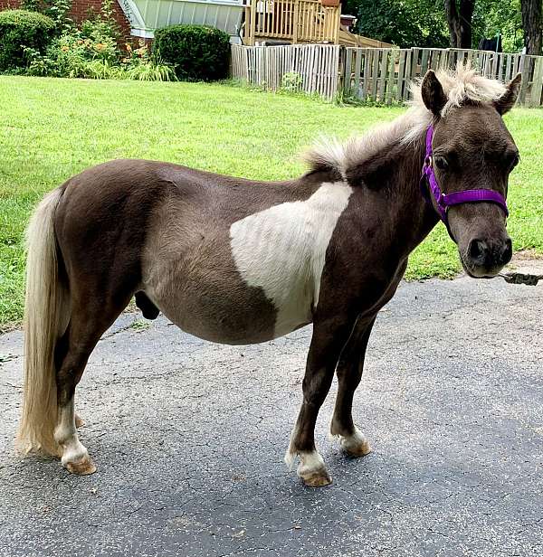 therapy-gelding-yearling