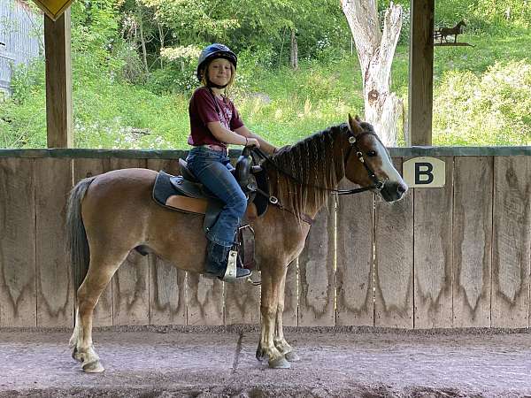 welsh-pony-gelding