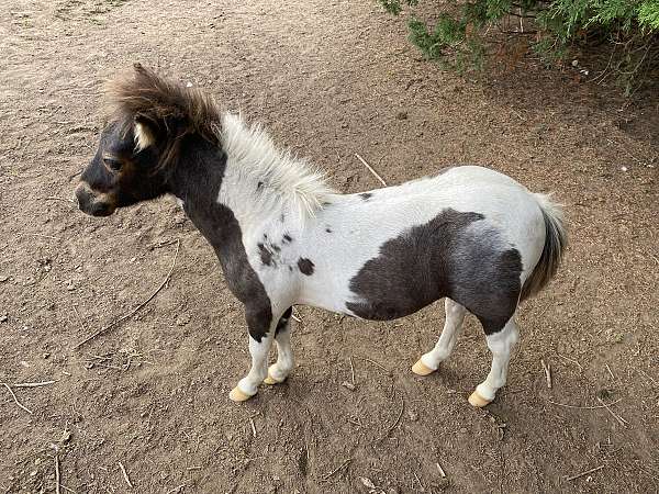 double-registered-halter-miniature-pinto-horse