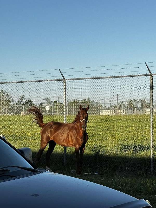 saddlebred-mare