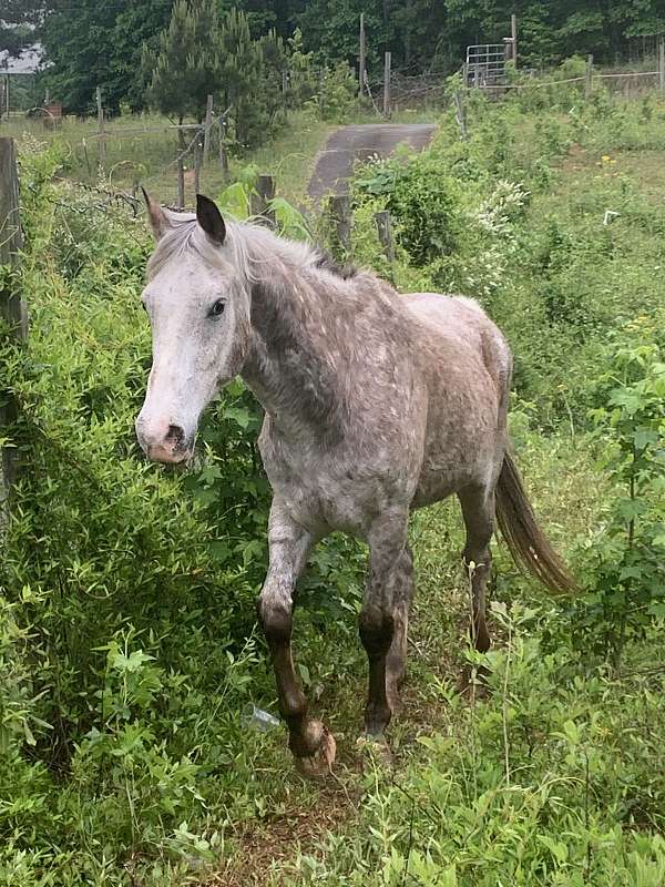 all-around-appaloosa-horse