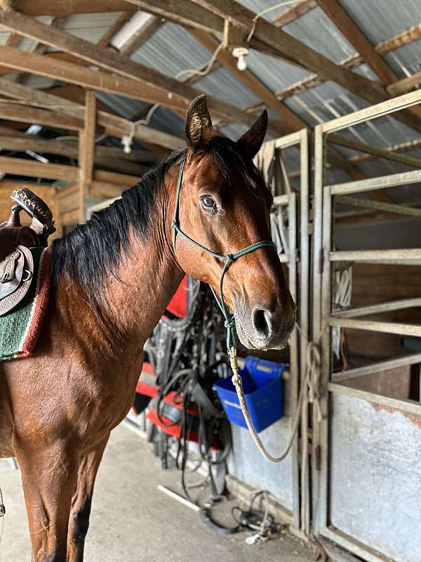 bay-morgan-quarter-horse-for-sale