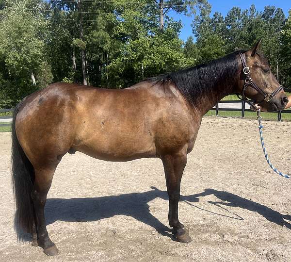 bay-quarter-horse-gelding