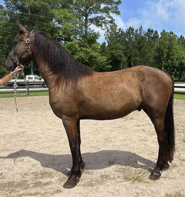 black-friesian-gelding