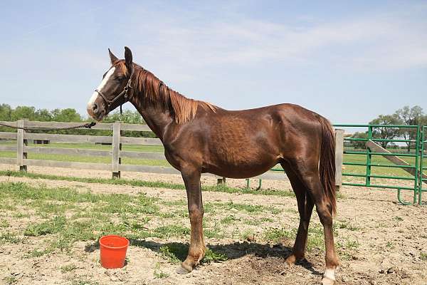 all-around-quarter-horse-saddlebred-horse