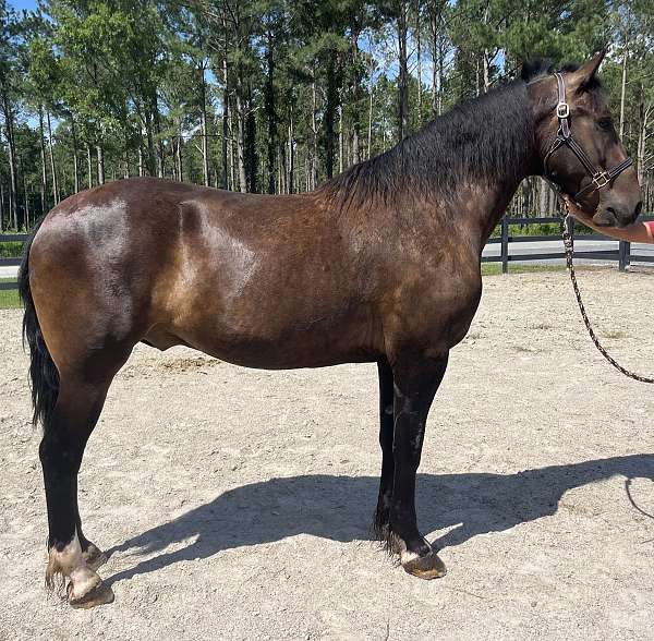 bay-draft-gelding