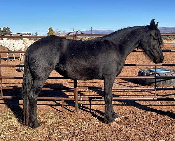 all-around-friesian-horse