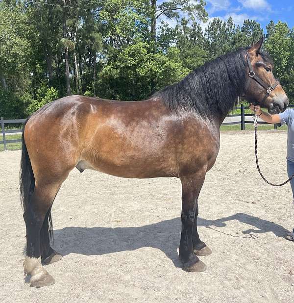 bay-draft-gelding