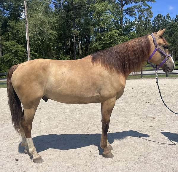 dun-draft-gelding