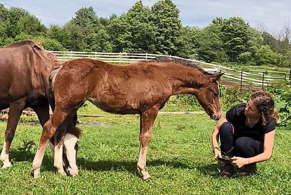 14-hand-crossbred-pony-filly