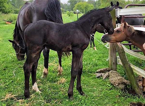 black-star-snip-hind-sock-horse