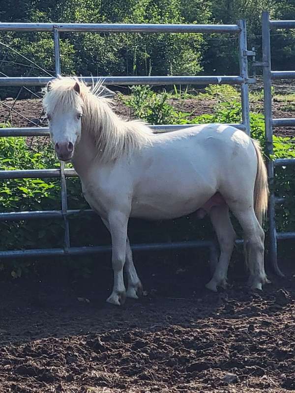 blue-eyed-miniature-horse