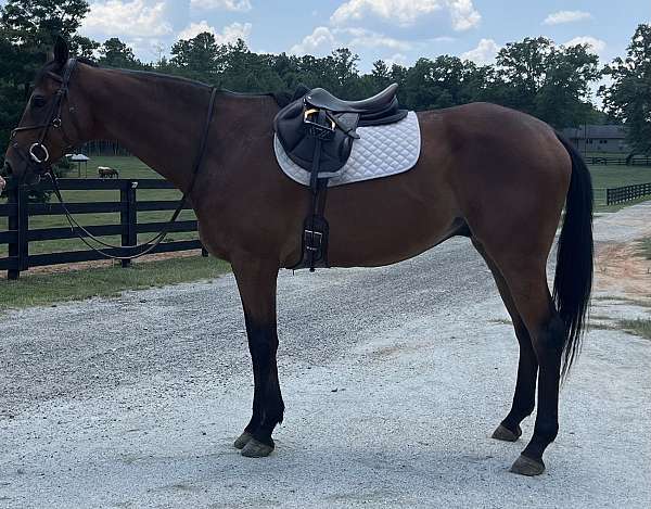 dressage-thoroughbred-horse