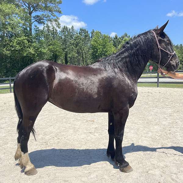 reining-friesian-percheron-horse