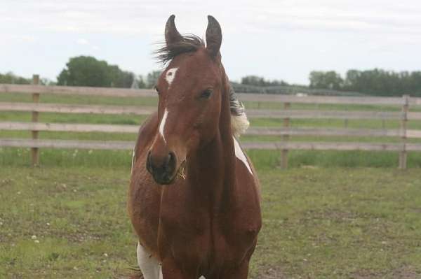 badger-paint-horse