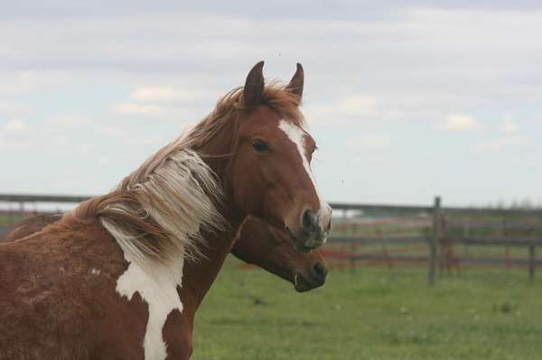 equestrian-paint-horse