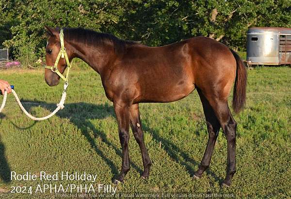 pinto-paint-weanling