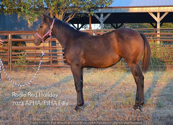 pinto-paint-weanling