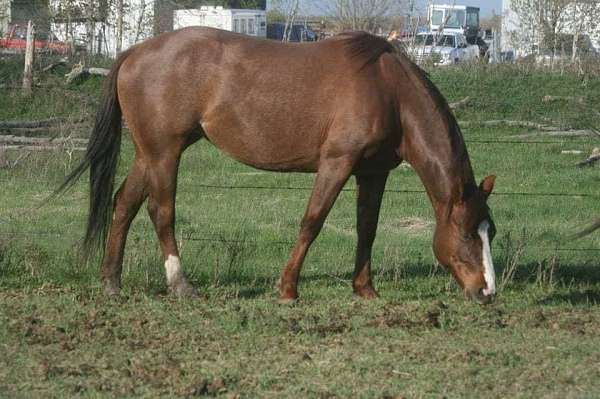 successful-breeding-quarter-horse