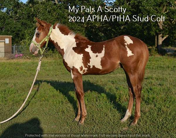 paint-pinto-colt-weanling